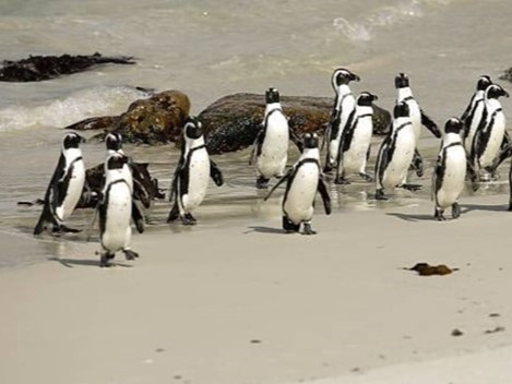 Boulders Penguins